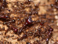 Army ant (Hymenoptera: Formicidae: Dorylus sp.; Cameroon)